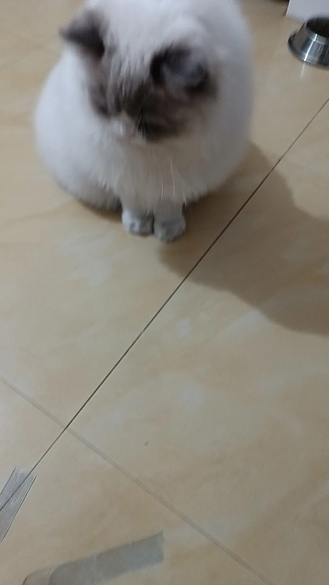 布偶猫